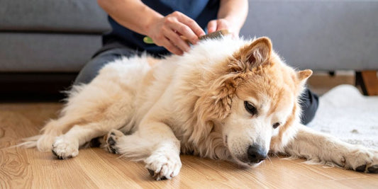 Hundehaut im Winter: So beugst du trockener Haut & Juckreiz vor