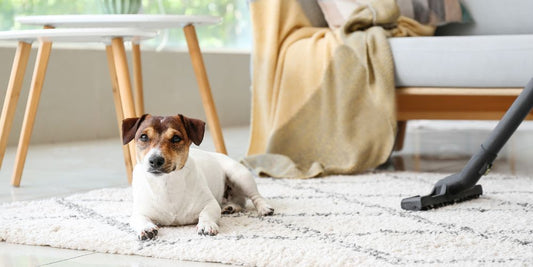 Wie oft soll man Hundebett, Spielzeug & Napf wirklich reinigen?🧼