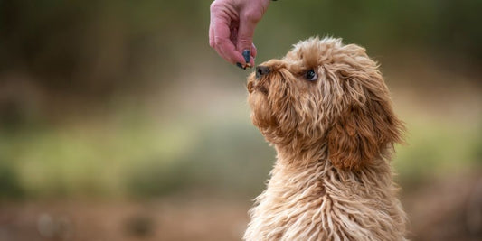 Parfüm für Hunde – sinnvoll oder gefährlich?