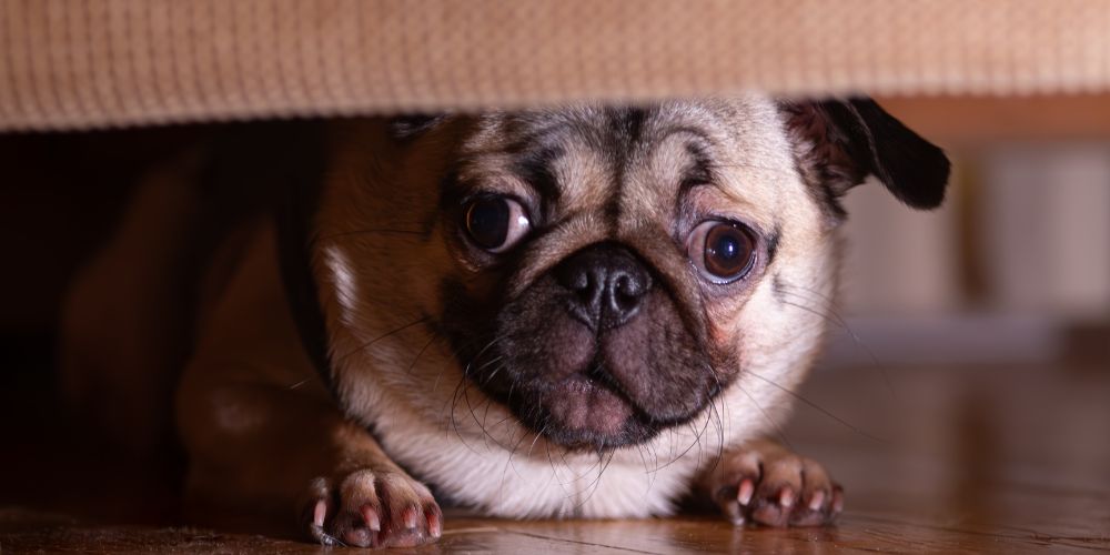 Hund springt ständig auf Sofa oder Bett – Wie du ihm Grenzen setzt