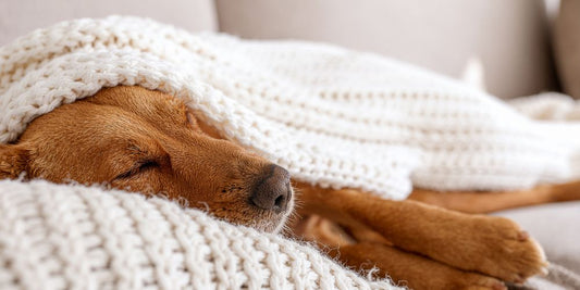 Warum dein Hund im Winter mehr Ruhe braucht – und wie du das unterstützt