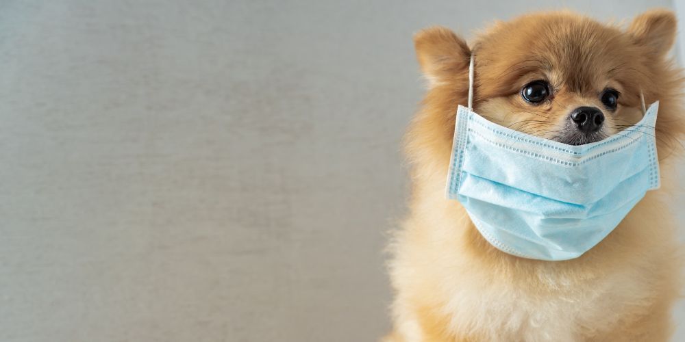 Husten beim Hund – Erkältung oder etwas Ernstes?