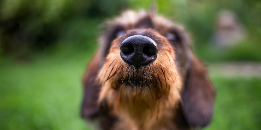 Warum schnüffeln Hunde so viel? Die Welt mit der Nase entdecken