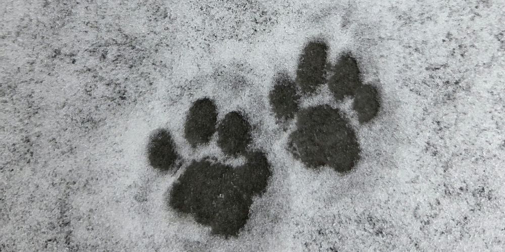 Pfotenschutz bei Schnee & Eis – Was wirklich hilft (inkl. Pfotenbalsam)