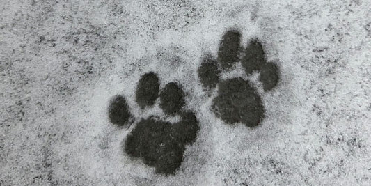 Pfotenschutz bei Schnee & Eis – Was wirklich hilft (inkl. Pfotenbalsam)