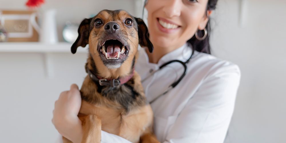 Wann zum Tierarzt? Checkliste für häufige Beschwerden beim Hund