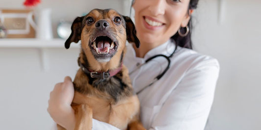 Wann zum Tierarzt? Checkliste für häufige Beschwerden beim Hund