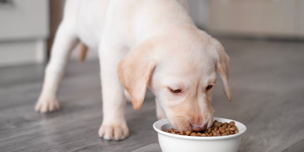 Futter für sportlich aktive Hunde – Energie & Nährstoffe richtig wählen