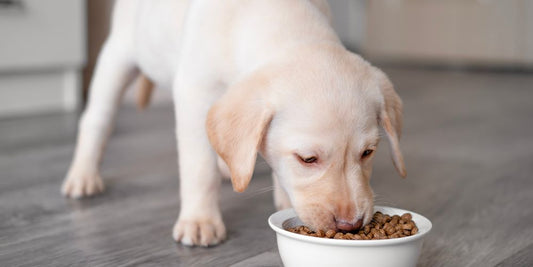 Futter für sportlich aktive Hunde – Energie & Nährstoffe richtig wählen