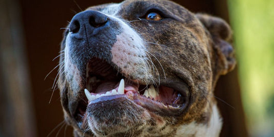 Mundgeruch beim Hund – harmlos oder Warnsignal?