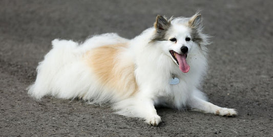 Fellwechsel beim Hund – unterstützen statt kämpfen