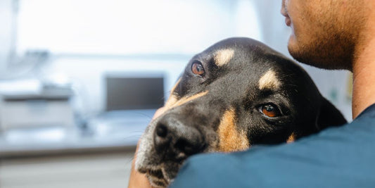 Hund hat Durchfall – Ursachen, Hausmittel & wann es gefährlich wird