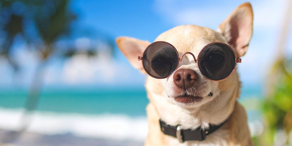Rassespezial: Chihuahua – klein, aber charakterstark