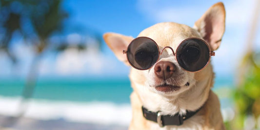 Rassespezial: Chihuahua – klein, aber charakterstark