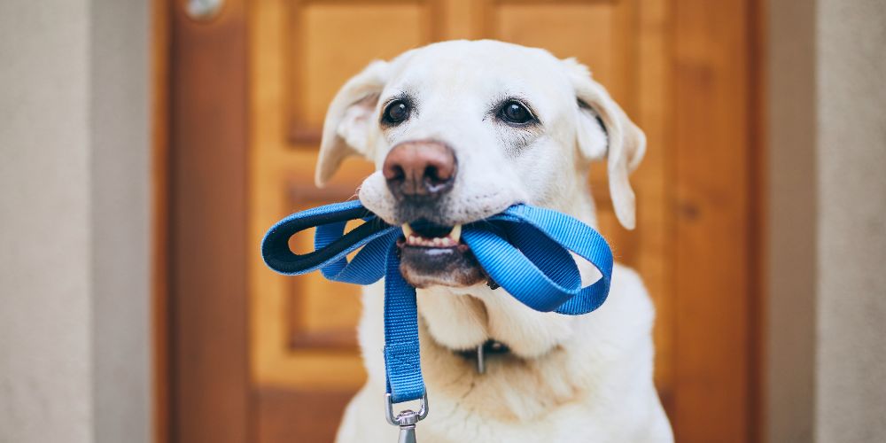 Hund zieht an der Leine – sanftes Training statt Frust