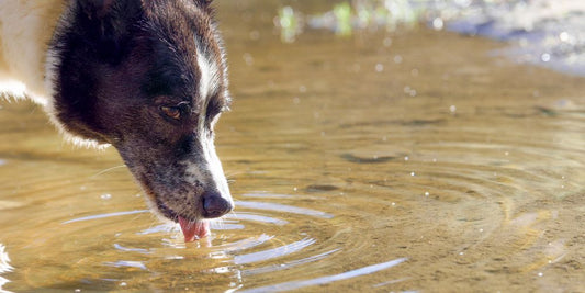 Wasserbedarf beim Hund – wie viel ist normal?