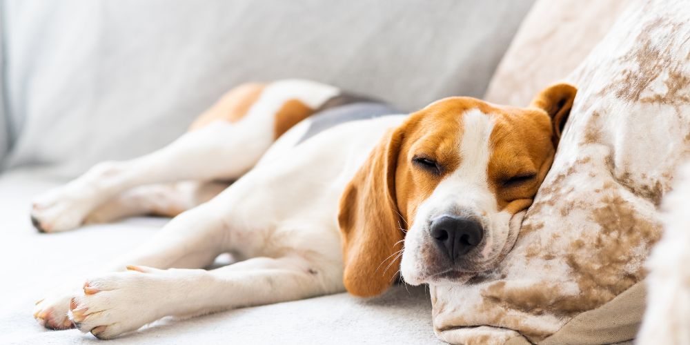Hund schläft unruhig – mögliche Gründe