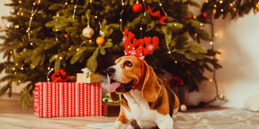 Weihnachten allein mit Hund? Ideen für ein schönes Fest zu zweit