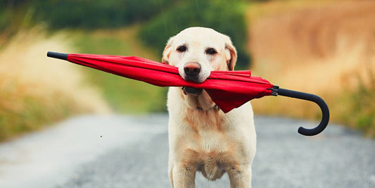 Kann ein Hundemantel Regen abhalten?🌧️🐕