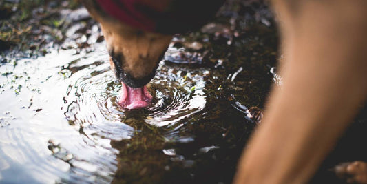 Warum schützt eine Hundeflasche vor Bakterien?🐶🦠💧