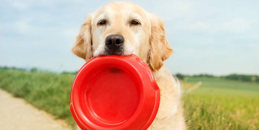 Welche Vorteile hat eine Trinkflasche für Hunde? 🐶💧