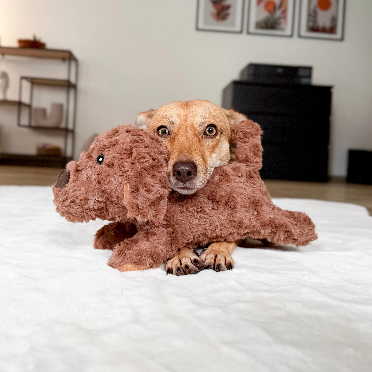 Durable plush dog toy solution