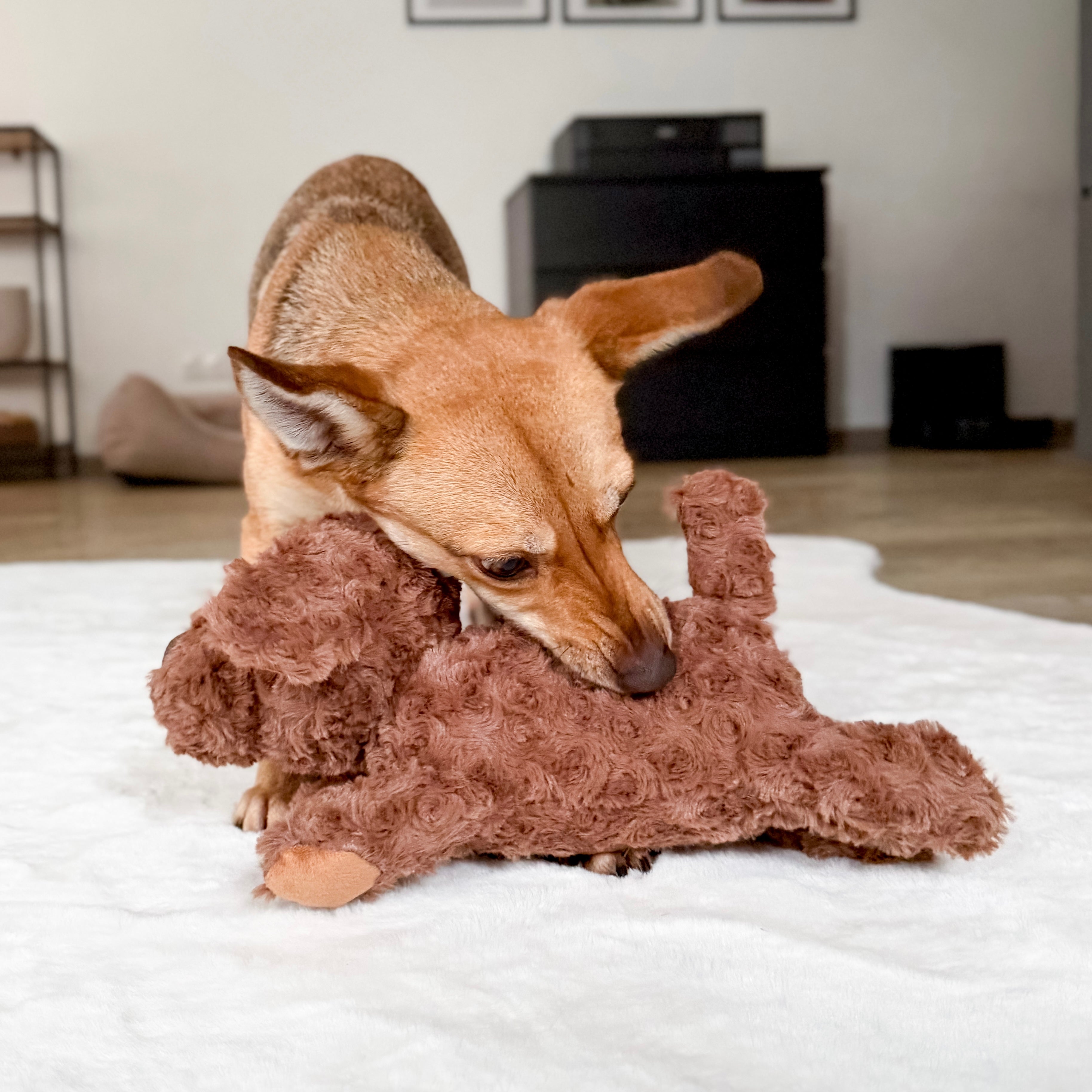 Dog actively playing with plush toy