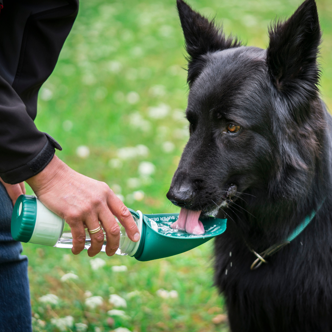 Hundeflasche mit aufklappbarem Napf