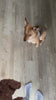 Dog toy video 2