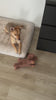 Dog toy video 3